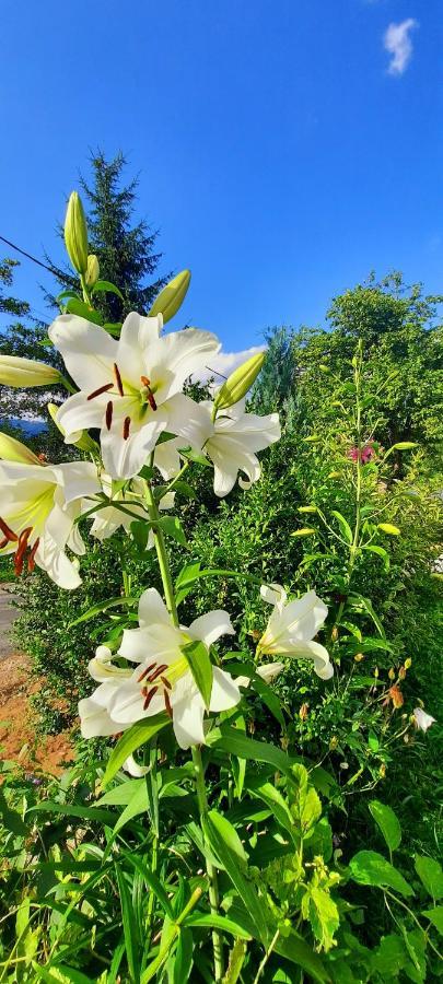 Casa Andreea Si Grigore Ursu Borşa Exteriér fotografie