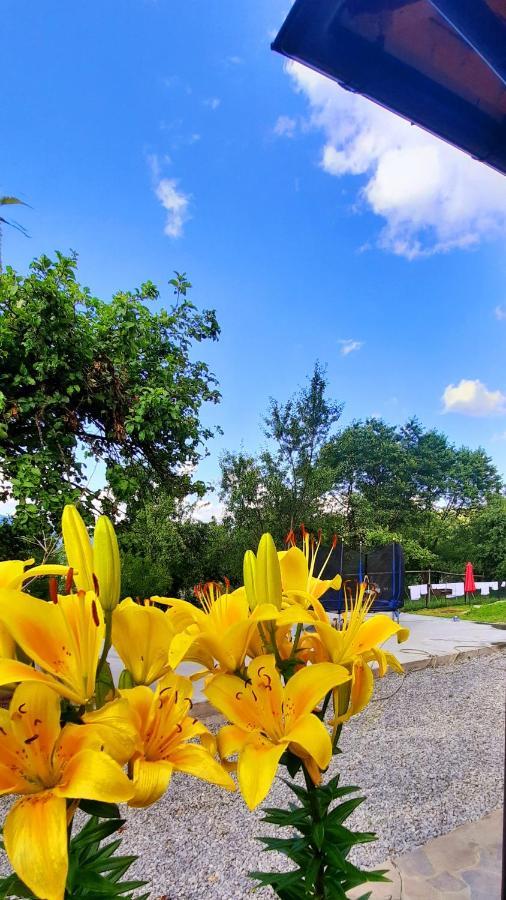 Casa Andreea Si Grigore Ursu Borşa Exteriér fotografie